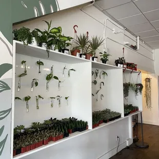 Plants for sale