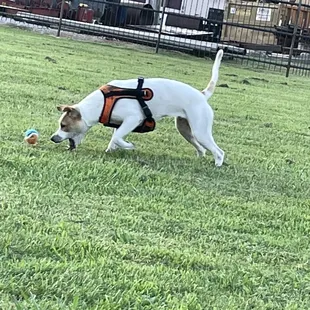 Puppy playing ball by herself