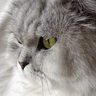 Our new hospital is equipped with the latest advancement in veterinary technology. This equipment not only allows us to reach...