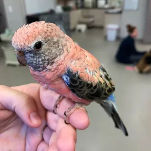 On Wednesdays we wear pink!