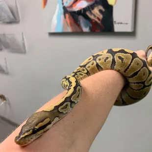 Say hello to Mr. William Snakespeare! This handsome guy came to visit Dr. Wulf!