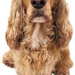 Services Continued: Flea and tick preventative Heartworm preventative, Microchip placement and identification International H...