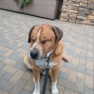 Gower, a Good Stuff Regular here for the excellent dog menu.