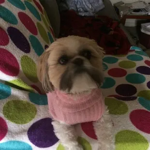 SweetPea our very loved four legged kid!