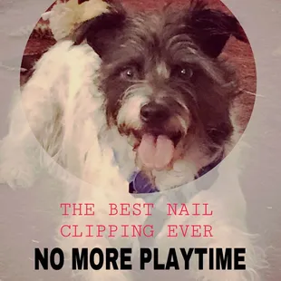 BEST PET-ICURE EVER Adopted Companion Umbreon.