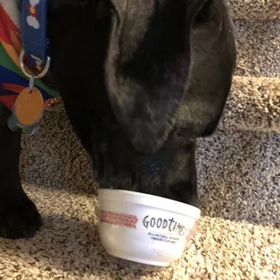 Happy dog -