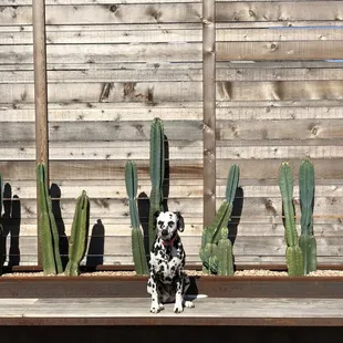 The Vodka Garden is so cute and dog-friendly! Great place for an event.