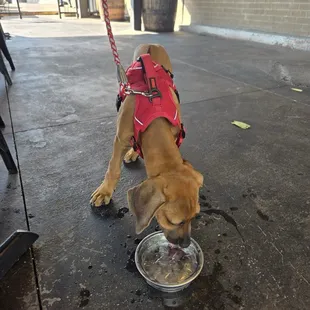 My pup given ice water