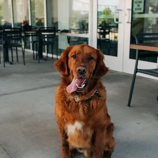 a dog sitting on the sidewalk