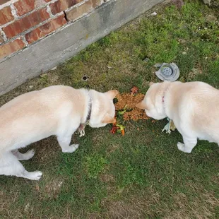 Goody Chinese food. I gave it to my dogs.