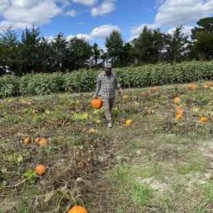 Pumpkin Patch and Sunflowers