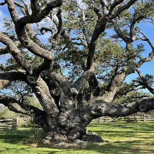 The Big Tree, Goose Island State Park, TX