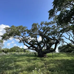 The Big Tree at Goose Island State Park