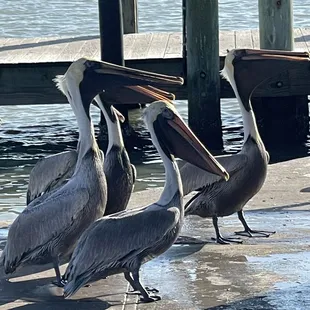 American White Pelican. Goose Island State Park, TX. They are waiting on scraps from the fishermen cleaning the days catch.