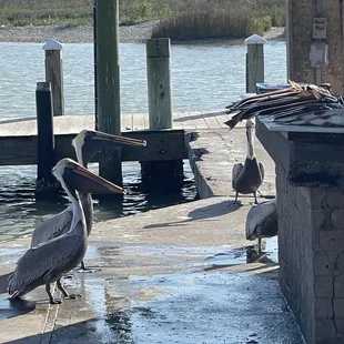 American White Pelican, Goose Island State Park, TX. Waiting on scraps from the fisherman cleaning the days catch.
