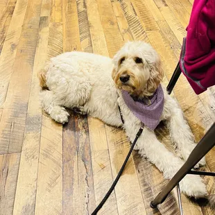 a dog wearing a bow tie