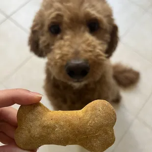 Dog biscuit