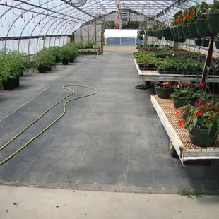 This greenhouse is mostly flowers and giant tomato plants.