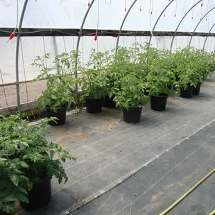 Huge tomato plants if you want to get an early start and harvest soon.