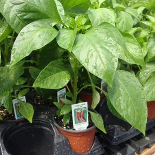 Lots of nice looking peppers!