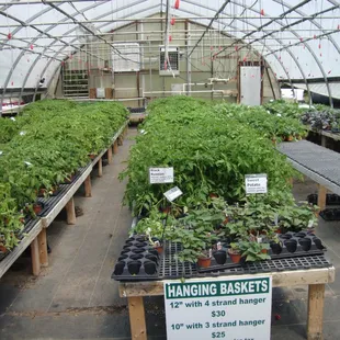 This greenhouse is mostly packed with a huge variety of tomatoes.
