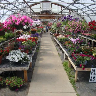 Lots of flowers in this greenhouse.