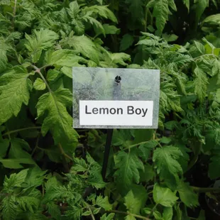 This is a weird one.  I bought 6 different varieties.