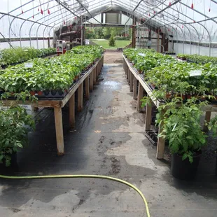 This greenhouse is mostly full of peppers and herbs.