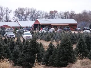 Pinestead Tree Farms