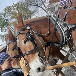 The mules that take you on a two minute ride through the neighborhood.