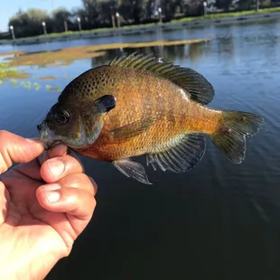 Bluegill