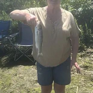 Striper fishing tackle bait shop