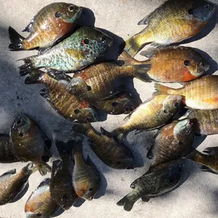 Bluegills