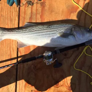 Another special bait the guy sold me.  This time it's a 33in striper, around 16 lbs.  thanks for the secret sauce.