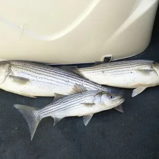 Today's catch, 30", 26", 18" all caught on the $2 mudsuckers they got at Gotcha!