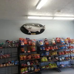 60lb stepped bass caught in san joaquin river 1974