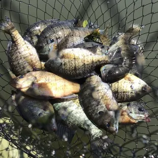 Bluegills