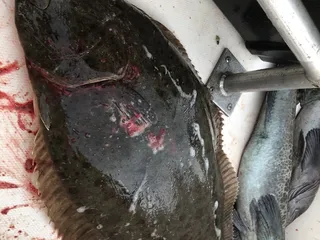 Rio Vista Bait & Tackle