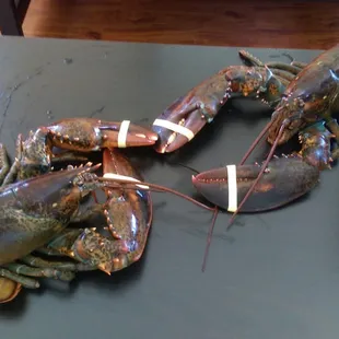 Our lobsters!!!!