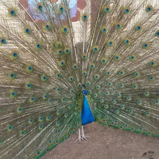 Peacocks!