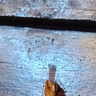 2nd cockroach seen here on the same day.