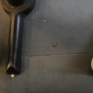Meet Larry the cock roach. He tried climbing my foot at Gozens. Didn&apos;t work out too well for him.