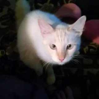 Debi Ennis-Steven B.