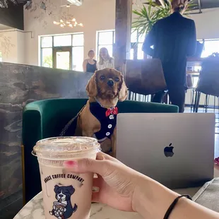 Pup hard at work and his chai latte!