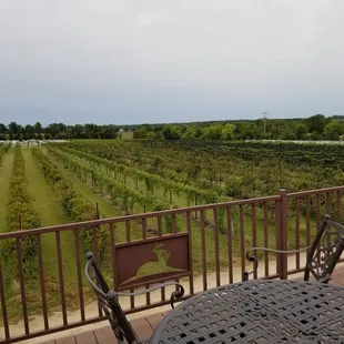 A view of the vineyard from the &quot;observation deck.&quot;