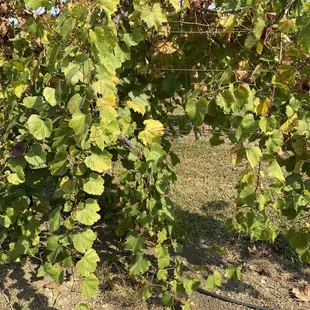 a bunch of grapes growing on the vine