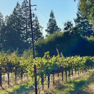 Local vineyard