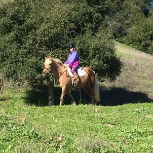 Great lesson ponies and horses for every level.