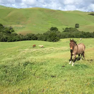 View of the Diablo Hills from a pasture at GL