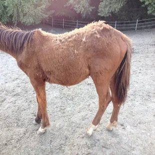 One of Graceland&apos;s babies. Their premier breeding program. Malnourished babies, broken down youngsters.